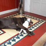 Dexter m'n grote vriend!