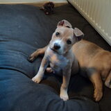 10 weken :) mooie jongen :D