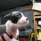 Kena ( 24/12/'10) ons nieuw anwinstje :) ( 3weken )