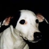 Foto van Angel