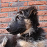 foto model