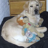 Baloe 6 maanden oud met z'n 2 knuffels die ook ALTIJD mee naar zn bench…