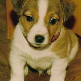 Mijn schatje als pup deze jack is 15 jaar oud geworden we hebben hem…