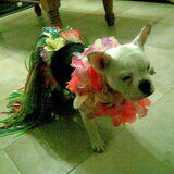 djilly heeft carnaval