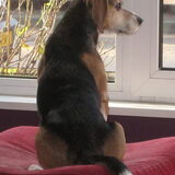 Foto van Angel