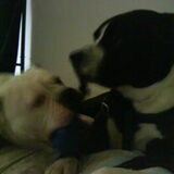 Foto van Lady,,,Melissa,,,Rocco