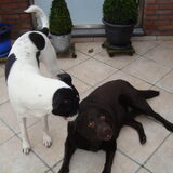 Foto van phreny