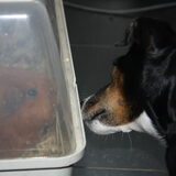 gina en mijn cavia skinny