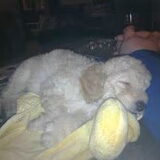 Bobby de jongste spruit in de familie
