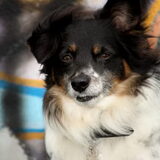 Lieve Andor