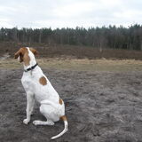 uitkijkend over het honden bos