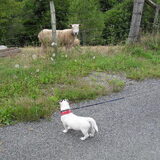 Das een gekke hond!!