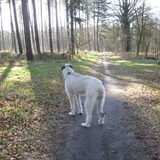 In het bos.