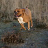 Foto van Daisy