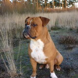 Foto van Daisy