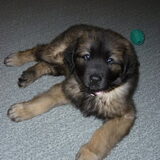 Taika, 9,5 week oud