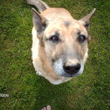 dit is betsy, ze was mijn vorige hond^^ hmm k mis ze toch nog steeds…