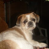 dit is nikita. en nikita heeft een hartje op haar hoofd leuk he~!!