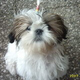 nikita toen ze nog pup was lief he