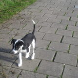 scotty lekker los met wandelen
