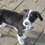 scotty 5 maand oud