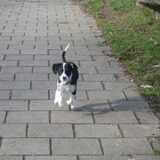 scotty