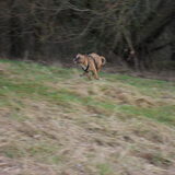 Onze sprinter..