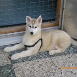 husky mylo