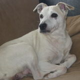 Onze Bobby, een hele lieve parson jackrusselterrier die bijna 2 jaar…