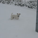 Bobby in de sneeuw