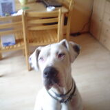 onze vorige hond pongo (duiste dog)