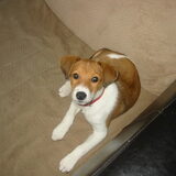 Spikey als pup