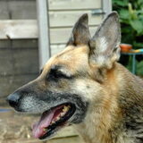 Amber onverwacht overleden op 1 mei 2011 aan een gescheurde milt of…