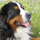 Cooper