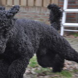 Foto van Mirjam en Curly Koda