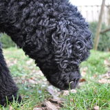 Foto van Mirjam en Curly Koda
