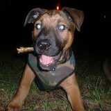 Foto van patricia,  *Spikey* Nino & Lola