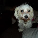 Ginny, ons half dove en kippige schattie!