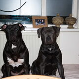 Ramses (9 maanden) en Yankee (8 maanden)