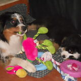 Foto van Ivonne, Diego , Dora & Boots