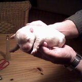 puppy van sindy geboren-2-3-2009