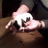 puppy van sindy