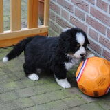 Dit is onze nieuw huisgenootje