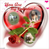 Foto van liesbeth,Turbo,Luna, Levi en Faith