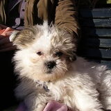 Hazel als pup.. voor t eerst bij ons thuis