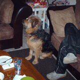 Foto van liesbeth,Turbo,Luna, Levi en Faith