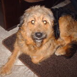 Foto van liesbeth,Turbo,Luna, Levi en Faith