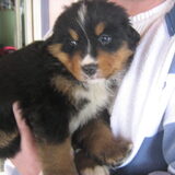 Dit is Haico