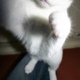kitten Simson,die de camera aanvalt, geboren op 6 november en sinds…
