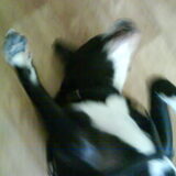 Foto van Lady,,,Melissa,,,Rocco